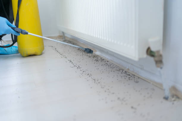 Flea Control Services in Pocono Ranch Lands, PA